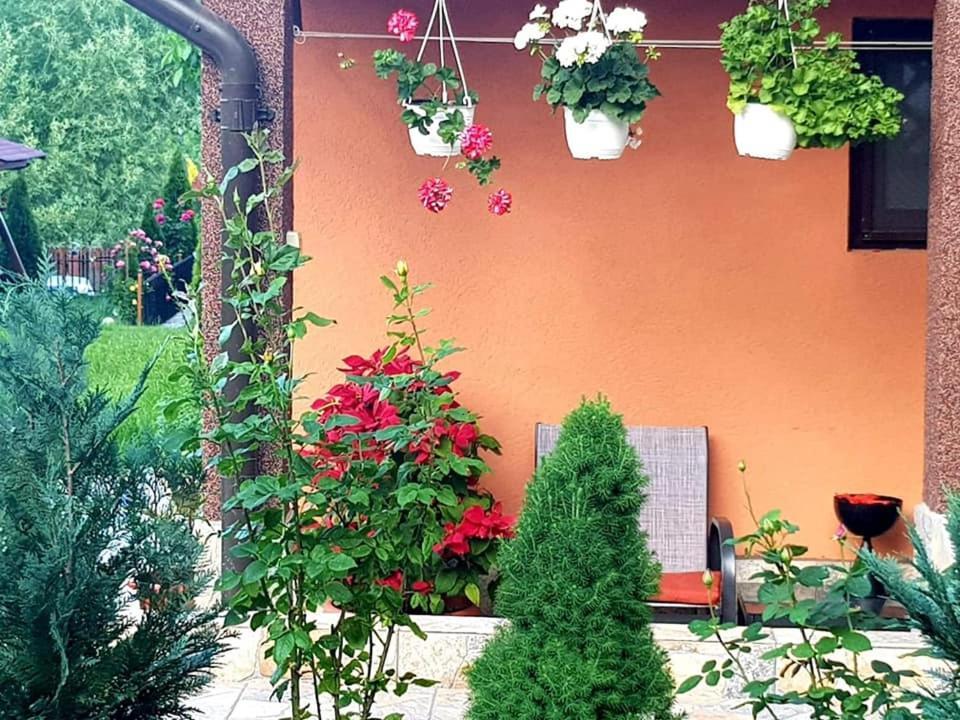 Hotel Casa Alex à Sărata-Monteoru Extérieur photo